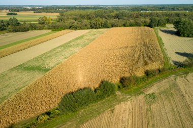 Açık mavi gökyüzünün altında altın mısır tarlaları ve yeşil otlaklar olan canlı tarlaların havadan görünüşü. Doğanın güzelliği nefes kesici bir manzarada yakalanır..
