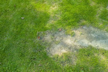 Canlı yeşil çimenlik, kahverengi toprak ve dağınık yapraklarla dinlenmek için sakin bir açık hava atmosferi ya da doğa aktivitelerini davet ediyor..