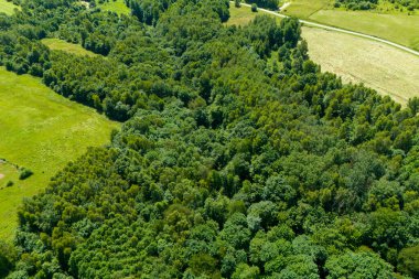Güneşli bir günde yemyeşil bir ormanın ve etrafındaki tarlaların havadan görünüşü. Yoğun ağaçlar, huzurlu ve huzurlu bir atmosfer sunan doğal bir manzara oluşturur..