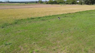 Güneşli bir günde altın buğday tarlasında uçan bir kuş. Sahne, kırsal yaşamın canlı doğasını ve sükunetini yakalıyor..