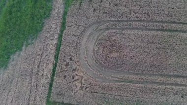 Buğday tarlasına yakın görüş. Buğday tarlasına bakıyor. Yaz mevsimi güneşinde rüzgarlı buğday tarlası manzarası