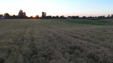 Buğday tarlasına yakın görüş. Buğday tarlasına bakıyor. Yaz mevsimi güneşinde rüzgarlı buğday tarlası manzarası