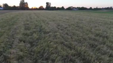 Buğday tarlasına yakın görüş. Buğday tarlasına bakıyor. Yaz mevsimi güneşinde rüzgarlı buğday tarlası manzarası