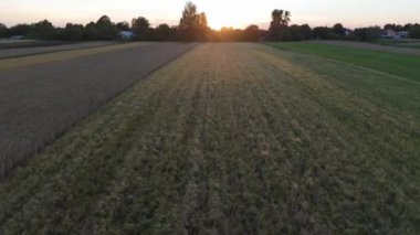 Buğday tarlasına yakın görüş. Buğday tarlasına bakıyor. Yaz mevsimi güneşinde rüzgarlı buğday tarlası manzarası