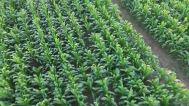 İnsansız hava aracı tarafından çekilen yeşil mısır tarlasının havadan çekilmiş videosu yaz boyunca geniş bir alana yayılmış..