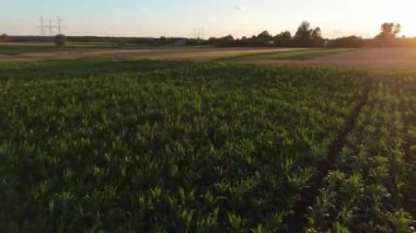 Gün batımında yemyeşil mısır tarlalarının havadan görünüşü tarım manzaralarının güzelliğini ve doğanın sükunetini gözler önüne seriyor..