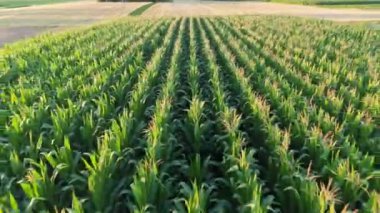 İnsansız hava aracı tarafından çekilen yeşil mısır tarlasının havadan çekilmiş videosu yaz boyunca geniş bir alana yayılmış..