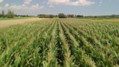 İnsansız hava aracı tarafından çekilen yeşil mısır tarlasının havadan çekilmiş videosu yaz boyunca geniş bir alana yayılmış..