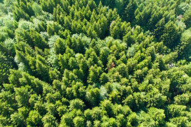 Yoğun ağaçlar ve çeşitli bitkilerle dolu yemyeşil bir ormanın havadan görünüşü doğanın huzurunu yansıtıyor..