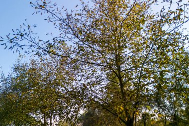 Açık mavi gökyüzünün altında parlak yeşil yaprakları olan güzel ağaçlar gün boyunca doğanın güzelliğini sergiliyor..