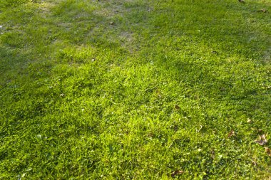 Bereketli yeşil çimen halısı ve güneşli yamalar açık hava sahneleri ve arka planlar için mükemmel canlı doğal bir doku yaratıyor..