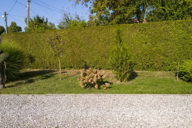 Yeşillik ve dekoratif çalıları olan iyi bakımlı bir bahçe. Açık hava ayarları için mükemmel rahatlama ve bahçe temaları.