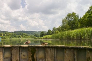 Bereketli yeşillikler ve gökteki bulutlarla çevrili sakin bir gölün yanındaki rıhtımda dinlenen iki ördek. Rahatlamak ve doğayı takdir etmek için ideal barışçıl bir sahne..