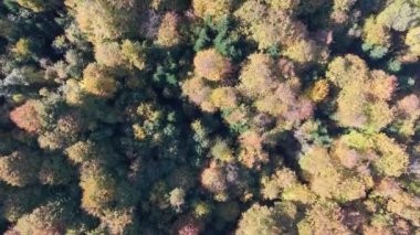Renkli ormanın üzerindeki sonbahar hava manzarası. Güzel sonbahar ormanı. Sonbahar ormanı üzerinde alçak uçuş