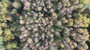 Renkli ormanın üzerindeki sonbahar hava manzarası. Güzel sonbahar ormanı. Sonbahar ormanı üzerinde alçak uçuş