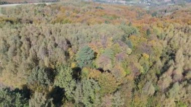 Renkli ormanın üzerindeki sonbahar hava manzarası. Güzel sonbahar ormanı. Sonbahar ormanı üzerinde alçak uçuş