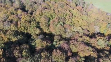 Renkli ormanın üzerindeki sonbahar hava manzarası. Güzel sonbahar ormanı. Sonbahar ormanı üzerinde alçak uçuş