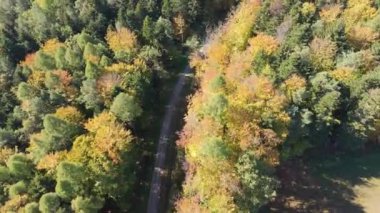 Renkli ormanın üzerindeki sonbahar hava manzarası. Güzel sonbahar ormanı. Sonbahar ormanı üzerinde alçak uçuş
