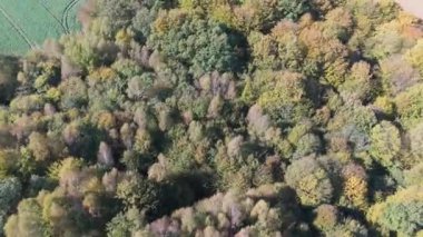 Renkli ormanın üzerindeki sonbahar hava manzarası. Güzel sonbahar ormanı. Sonbahar ormanı üzerinde alçak uçuş