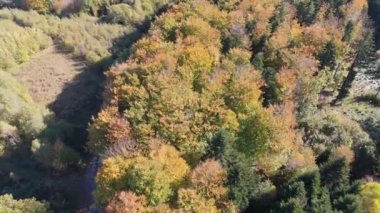 Renkli ormanın üzerindeki sonbahar hava manzarası. Güzel sonbahar ormanı. Sonbahar ormanı üzerinde alçak uçuş