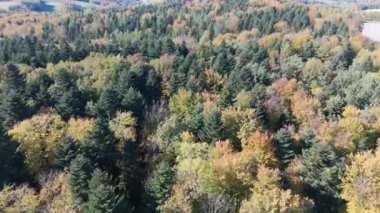 Renkli ormanın üzerindeki sonbahar hava manzarası. Güzel sonbahar ormanı. Sonbahar ormanı üzerinde alçak uçuş