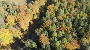 Renkli ormanın üzerindeki sonbahar hava manzarası. Güzel sonbahar ormanı. Sonbahar ormanı üzerinde alçak uçuş
