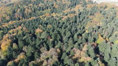 Renkli ormanın üzerindeki sonbahar hava manzarası. Güzel sonbahar ormanı. Sonbahar ormanı üzerinde alçak uçuş