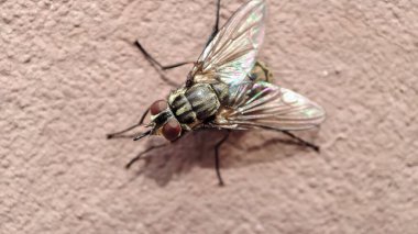 Karmaşık detaylarını ve yanardöner kanatlarını gözler önüne seren, dokulu bir duvardaki sineğin yakın çekimi.