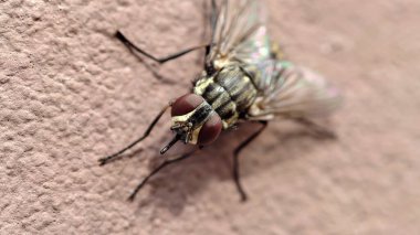 Close-up of a fly resting on a wall, showcasing intricate details and textures clipart