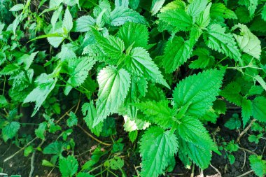 Canlı yeşil ısırgan otu yaprakları yemyeşil ve sağlıklıdır. Gelişmekte olan bir ortamda doğanın güzelliğini gösterirler..