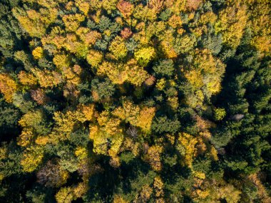 Canlı bir ormanın havadan görünüşü yeşil ve sonbahar renkli ağaçların karışımı doğanın güzelliğini ve değişen mevsimleri gözler önüne seriyor..