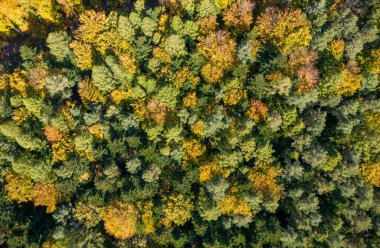 Yeşillik ve renkli yaprakların karışımı ile canlı sonbahar yaprakları sergilenen yemyeşil bir ormanın havadan görünüşü. Doğanın güzelliği yukarıdan yansıyor.