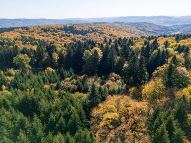 Parlak bir sonbahar ormanı, açık mavi gökyüzü altında altın ve yeşil yapraklar, doğanın güzelliğini gözler önüne seriyor.