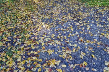 Renkli yapraklarla kaplı güzel bir sonbahar sahnesi. Yaprakların ılık tonları, doğa aşıkları için mükemmel güzel ve huzurlu bir ortam yaratıyor..