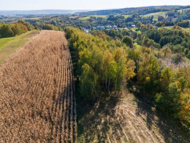 Parlak bir manzaranın havadan görünüşü açık mavi gökyüzünün altında bir mısır tarlası ve yemyeşil ağaçlar gösteriyor, sonbaharda doğanın güzelliğini yansıtıyor..