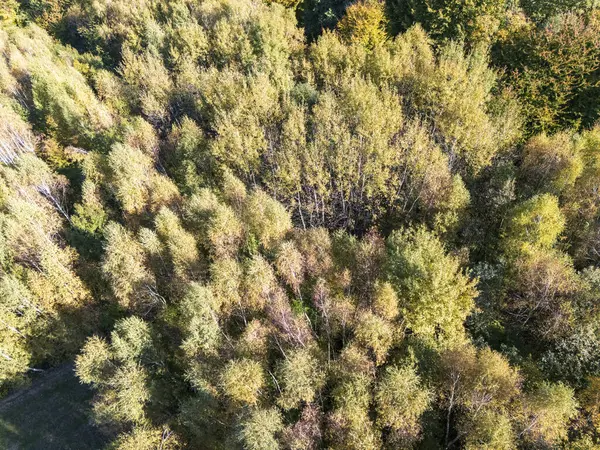 Canlı bir ormanın havadan görünüşü sonbahar renklerinde yeşil ve altın yaprakların karışımını sergiliyor. Doğanın güzelliği, çevreyle ilgili konular için mükemmeldir..