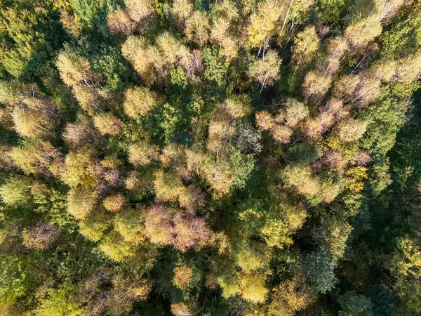 Yeşillik ve sarı tonlarda çeşitli ağaçlar ve canlı yapraklar sergilenen yemyeşil bir ormanın havadan görünüşü doğa ve çevre temaları için mükemmeldir..