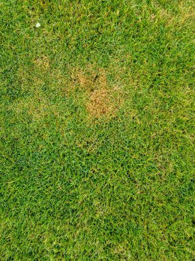 Yeşil çimlerin arasında kahverengi bir noktayı gösteren bir çimen parçası. Eşit olmayan büyümeyi ya da muhtemel çim hastalıklarını vurguluyor..