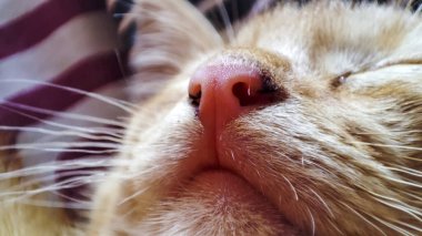 Bir kedinin yüzüne yakın çekim. Pembe burnunu ve bıyıklarını vurgulayarak kedi güzelliğinin ve huzurunun özünü yakalıyor..