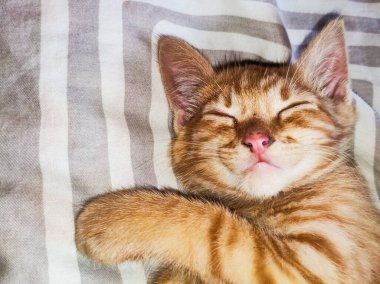 Tatlı bir kızıl kedi yavrusu yumuşak çizgili bir battaniyenin üzerinde huzur içinde uyuyor. Yumuşak kürkü ve rahat duruşu sıcak ve rahat bir atmosfer yaratır..