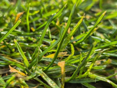 Taze yeşil çim yapraklarının yakından görünüşü çiy damlaları doğanın güzelliğini gösteriyor.