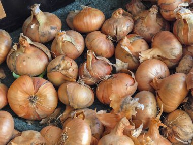 Taze toplanmış soğanlar doğal dokularını ve renklerini sergiliyorlar. Gıda ile ilgili konular için ideal.