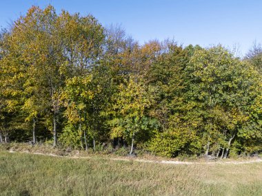Renkli ağaçlar ve mavi gökyüzünün yer aldığı güzel bir sonbahar manzarası doğa severler ve doğa meraklıları için mükemmeldir..