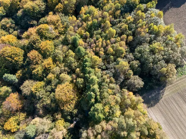 Canlı bir sonbahar ormanının havadan görünüşü. Sonbaharda doğanın güzelliğini gözler önüne seren renkli ağaçların karışımı.