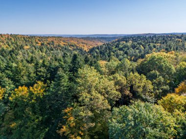 Yoğun bir ormanın güzel hava manzarası açık mavi gökyüzünün altında yeşil ve sonbahar renkli yaprakların karışımını sergiliyor..