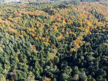 Sonbahar renklerinde canlı bir ormanın havadan görünüşü yeşil ve turuncu tonlarda çeşitli ağaçlar gösteriyor..