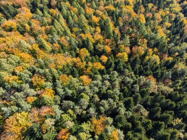 Sonbaharda canlı bir ormanın havadan görünüşü renkli yapraklar ve yemyeşil ağaçların karışımını sergiliyor. Doğa severler ve manzara fotoğrafçılığı için mükemmel..