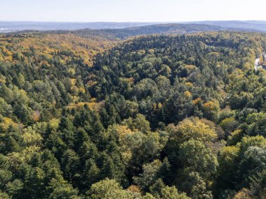 Canlı bir sonbahar ormanının havadan görünüşü yeşil turuncu ve sarı yaprakların çarpıcı bir karışımını sergiliyor. Doğa aşıkları ve mevsimlik temalar için mükemmel.