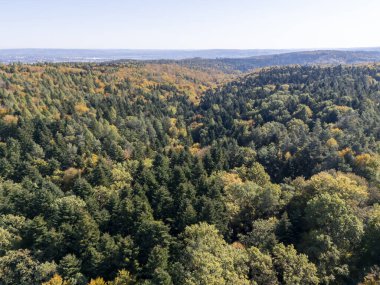 Parlak sonbahar renklerinin sergilendiği yemyeşil ve sarı yaprakların güzel bir karışımını gösteren yemyeşil bir ormanın çarpıcı hava manzarası. Doğa ve manzara temaları için mükemmel.