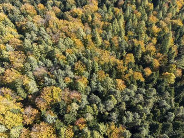 Yeşil ve sarı ağaçların karışımıyla canlı bir sonbahar ormanının havadan görünüşü doğanın dönüşümdeki güzelliğini gözler önüne seriyor..